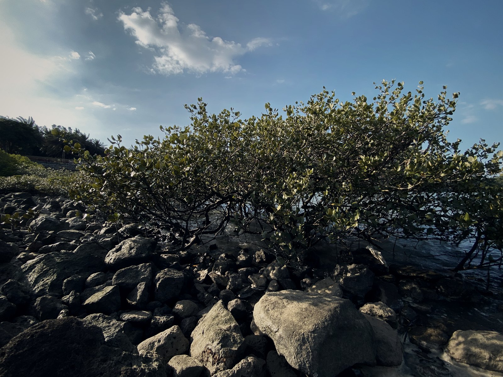 盐田所在的火山岩海岸，红树林就长在旁边（实拍）