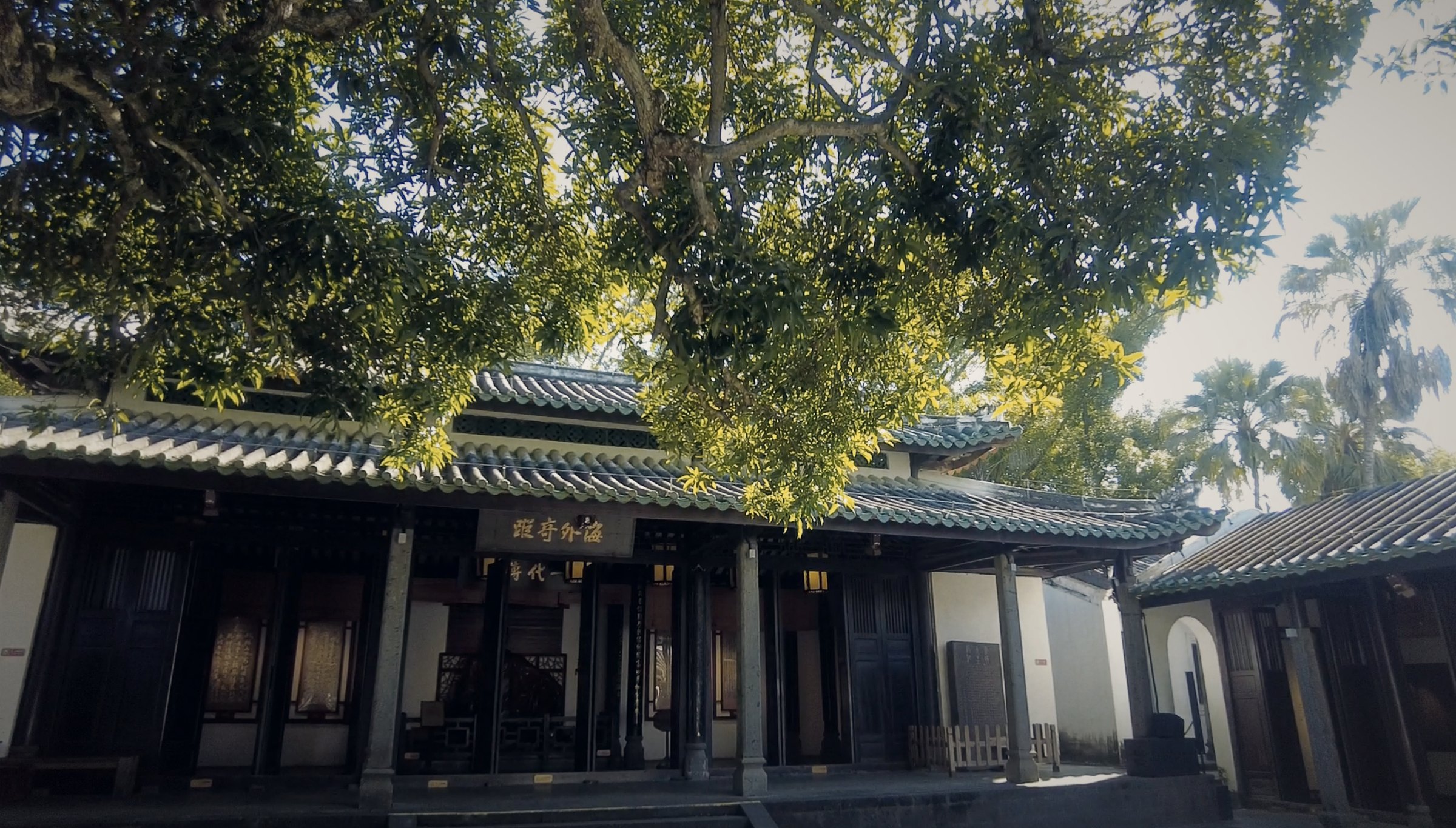 书院内的芒果树（实拍）